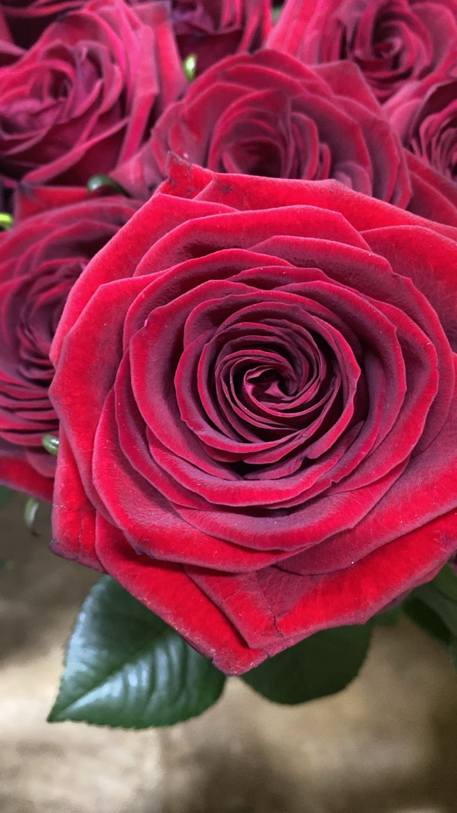 Красная роза сорта «Эквадор», высота 60–70 см, букет №19, цена 300 ₽.
                 Доставка цветов в Домодедово.