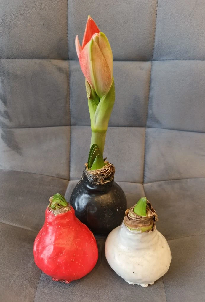 Амариллис в восковой луковице, букет № 39 и № 40, купить в Коломне за 2 000 рублей