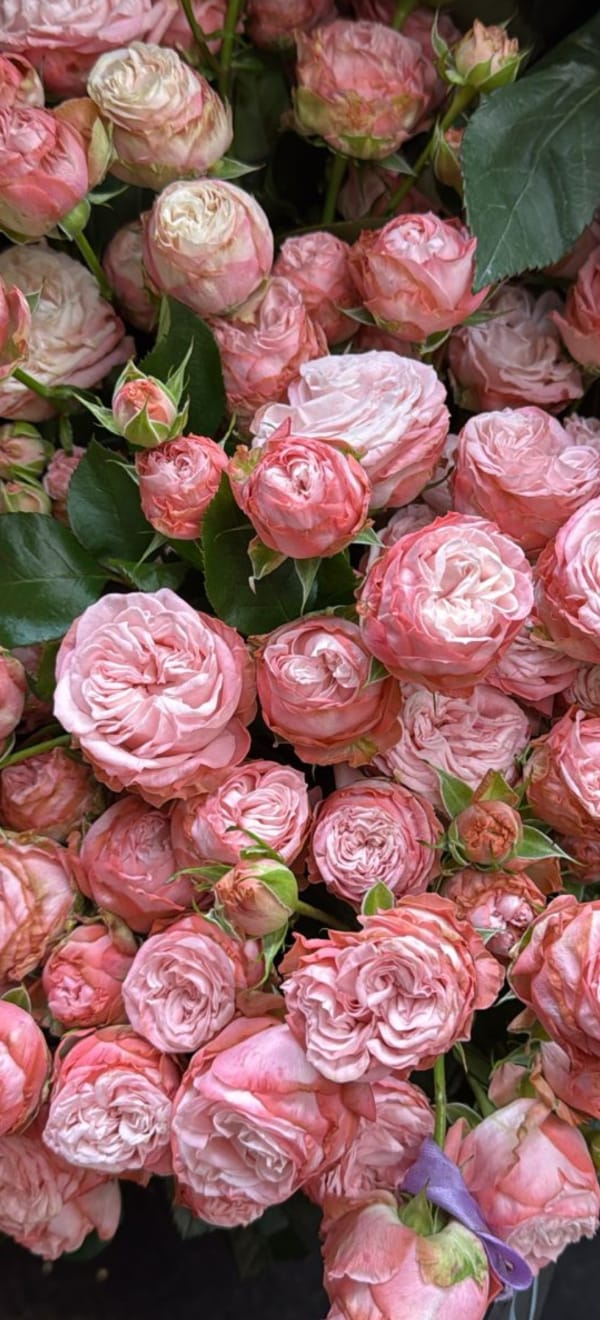 Букет № 17: веточка кустовой премиальной нежно‑розовой розы (6–8 бутонов)