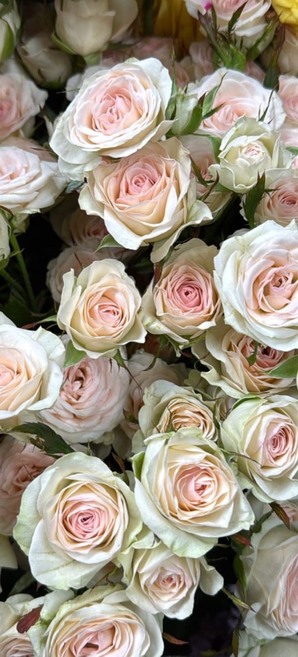 Букет № 18: веточка кустовой кремово‑розовой розы (длина стебля 70 см)